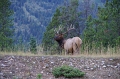 Jasper NP 'Wapiti Icefields Parkway' 21_09_2011 (16)